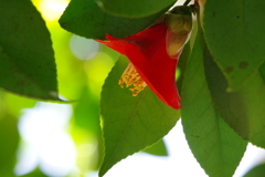 花時(2)