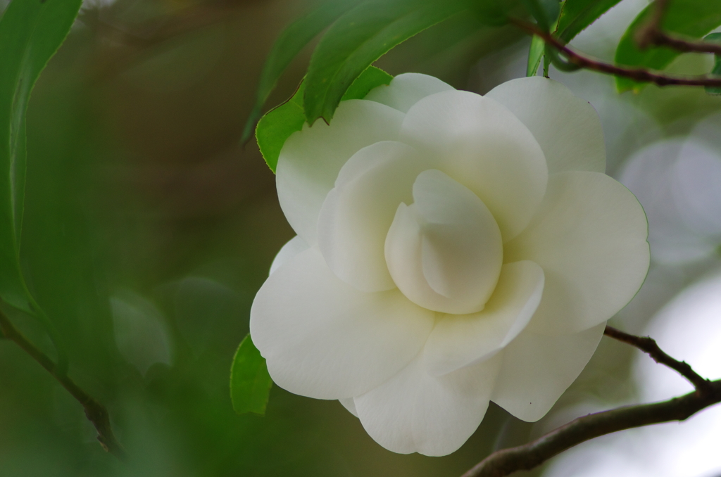 花時(6)