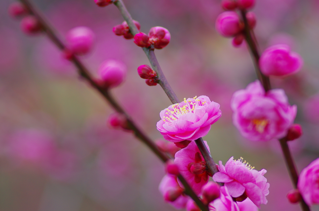 花ぐもり(2)