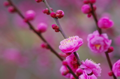 花ぐもり(2)