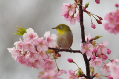 遅い早咲き(1)