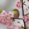 遅い早咲き(1)