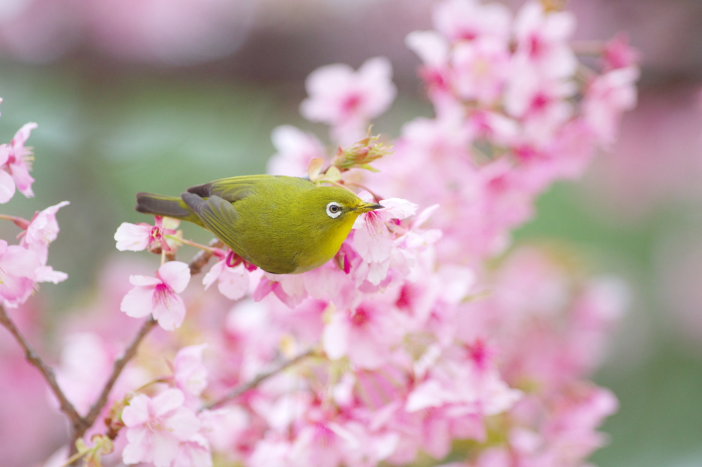 花霞(4)