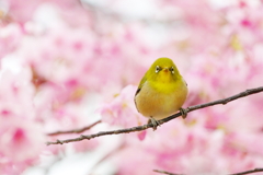 花波(1)