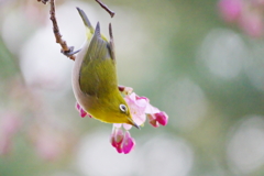 花の便り(1)