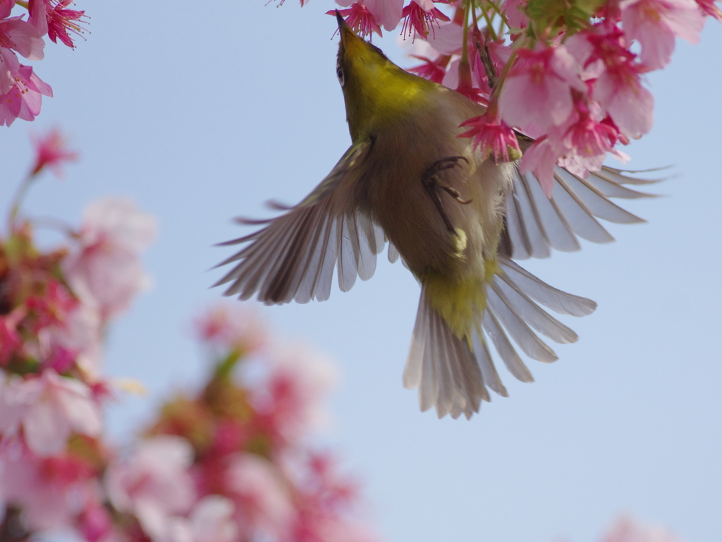 風光り花香り(1)