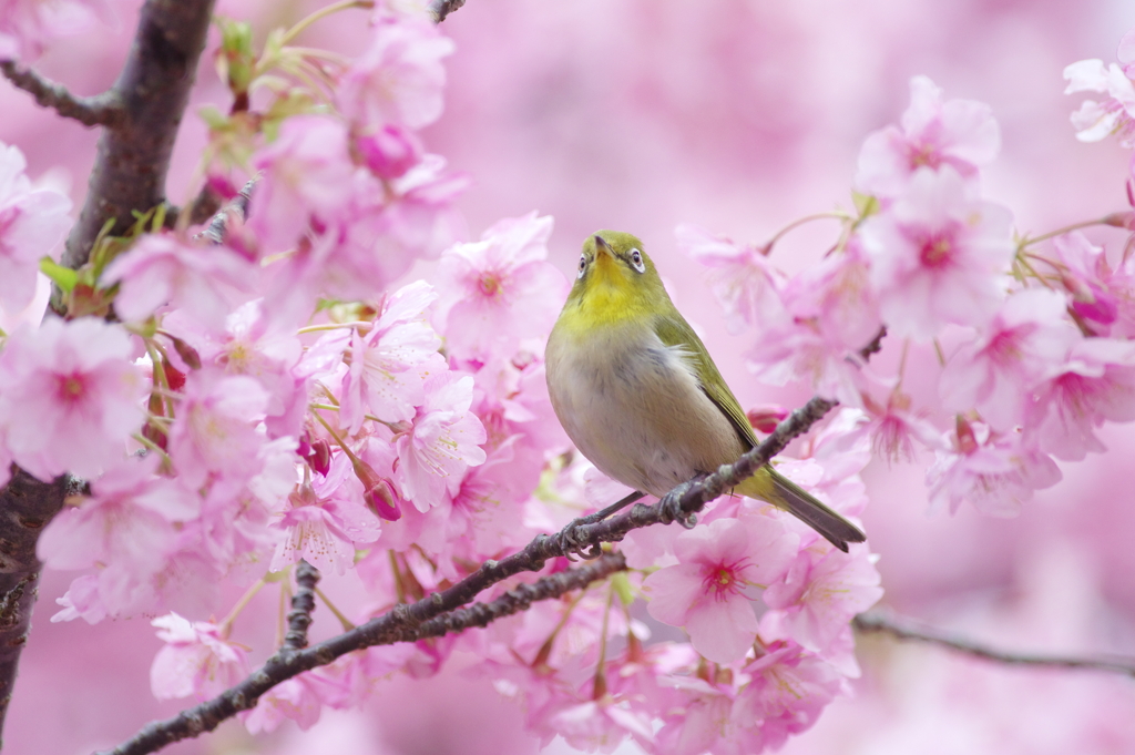 この花咲けば(6)