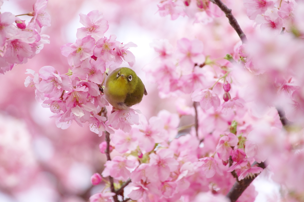 この花咲けば(10)