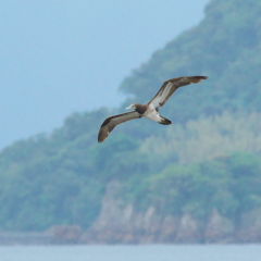 海鳥事情(3)