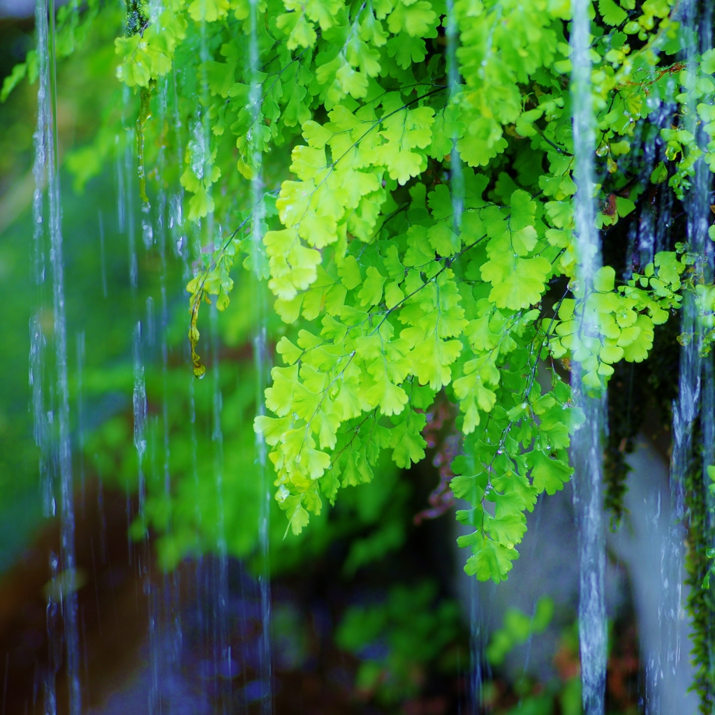 遣水