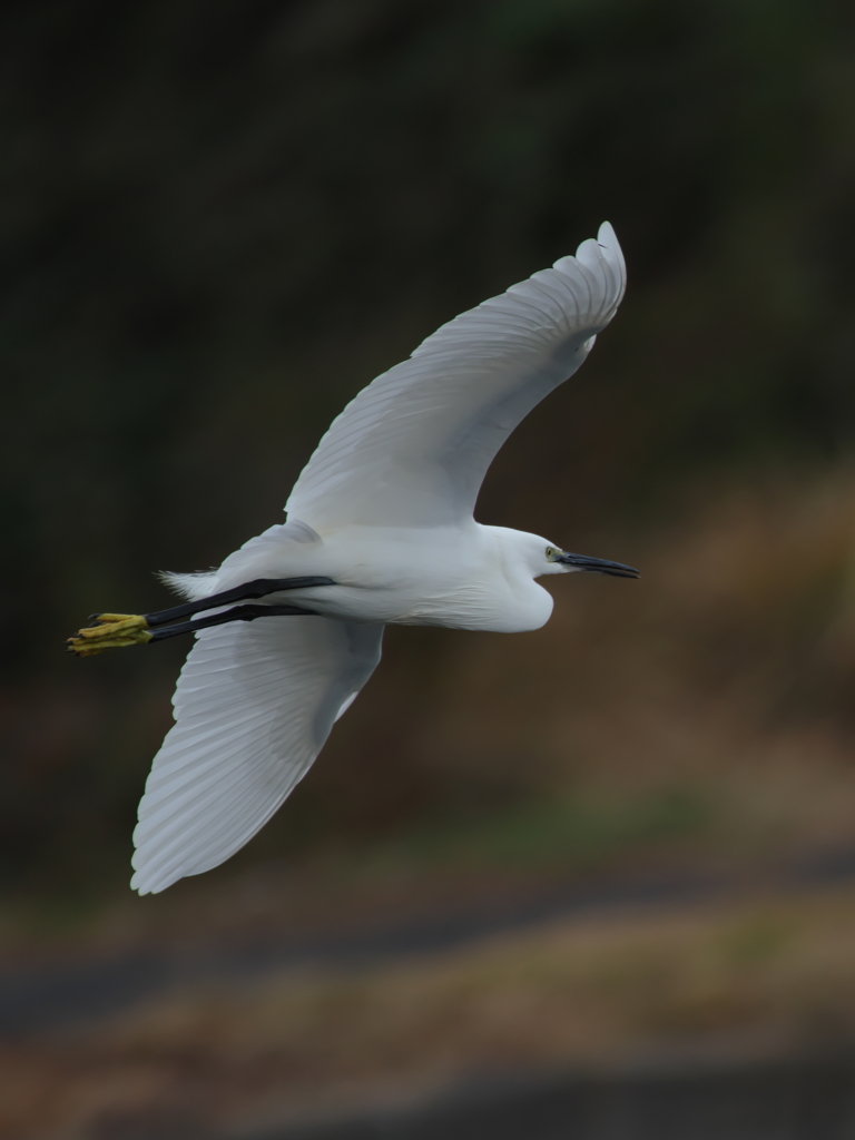 ウインターウインド(10)