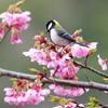 遅い早咲き(9)