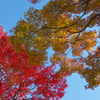 紅葉日和(5)