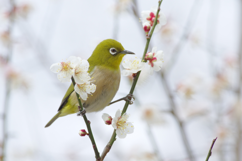 花守さんへ(6)