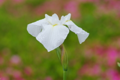 袖濡らす雨(2)