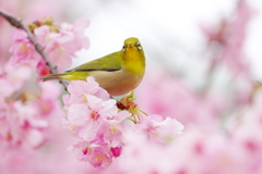 花波(5)