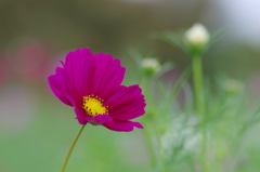 さもない花(1)