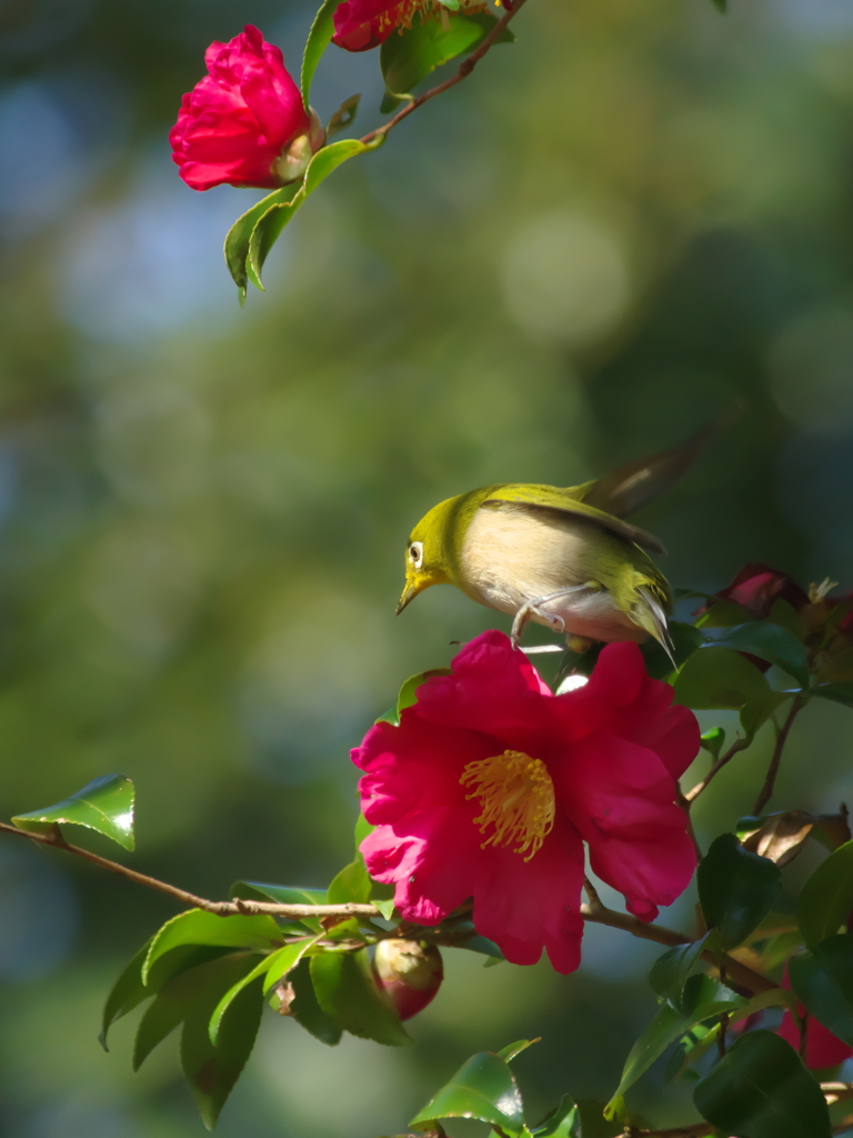 冬越えの花(5)