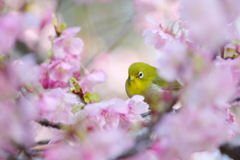春節の一厘(7)