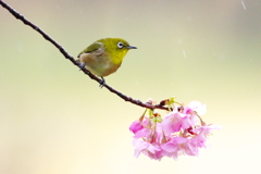 花の便り(5)