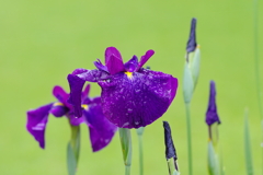 皐月雨(3)