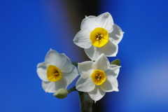 冬の花の香(2)