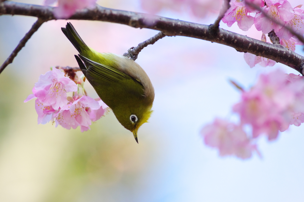 春節の一厘(6)