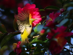 冬越えの花(4)