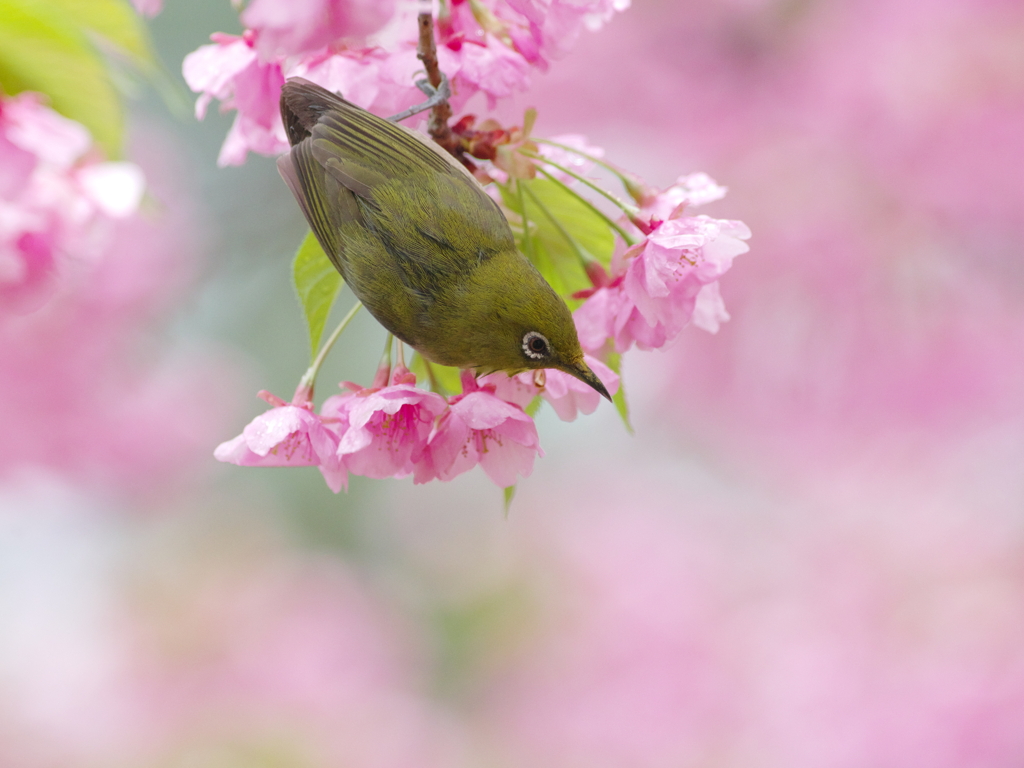 春雨の吐息(16)