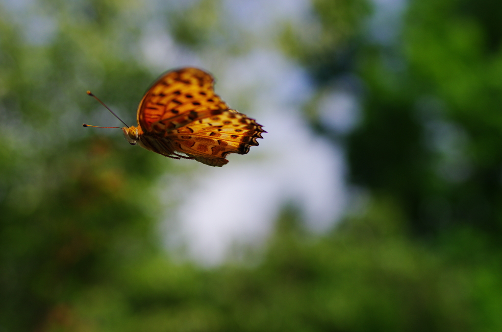 夏の虫(3)