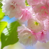 花笑う(2)