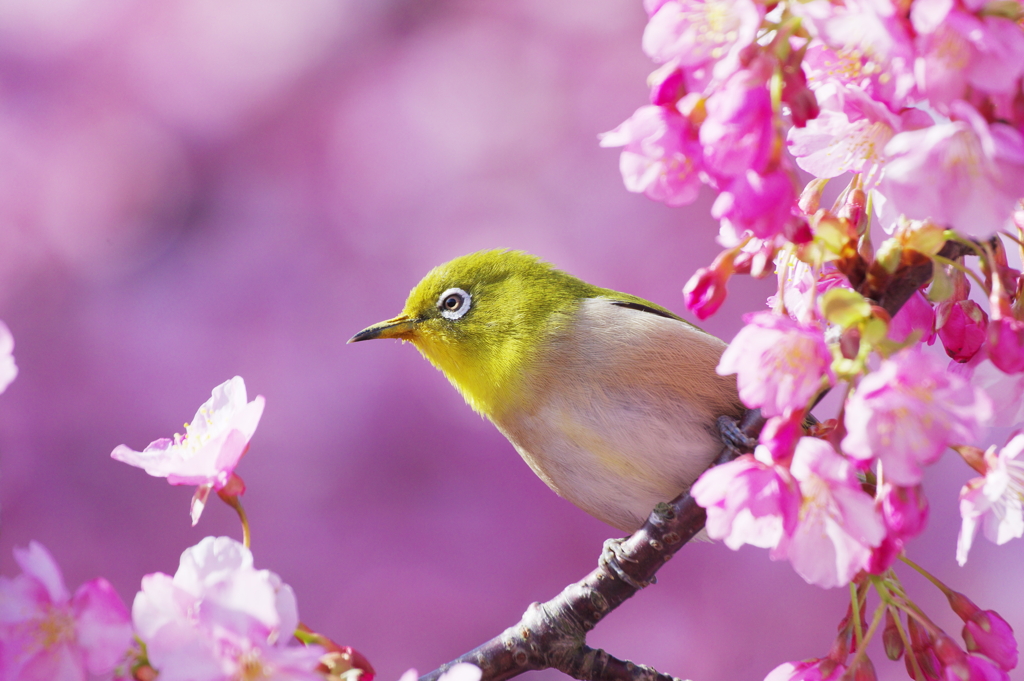 花酔（はなすい）(3)