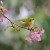 花時分(1)