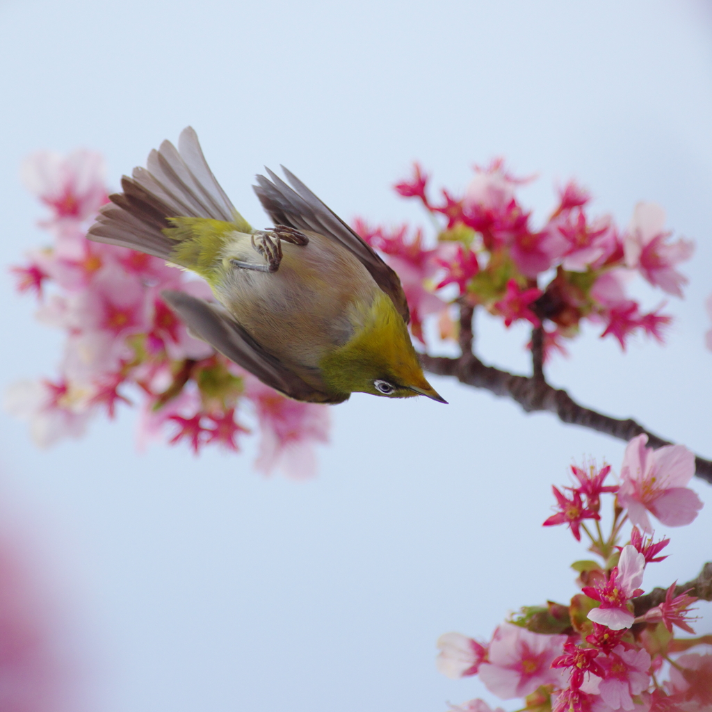 風光り花香り(3)