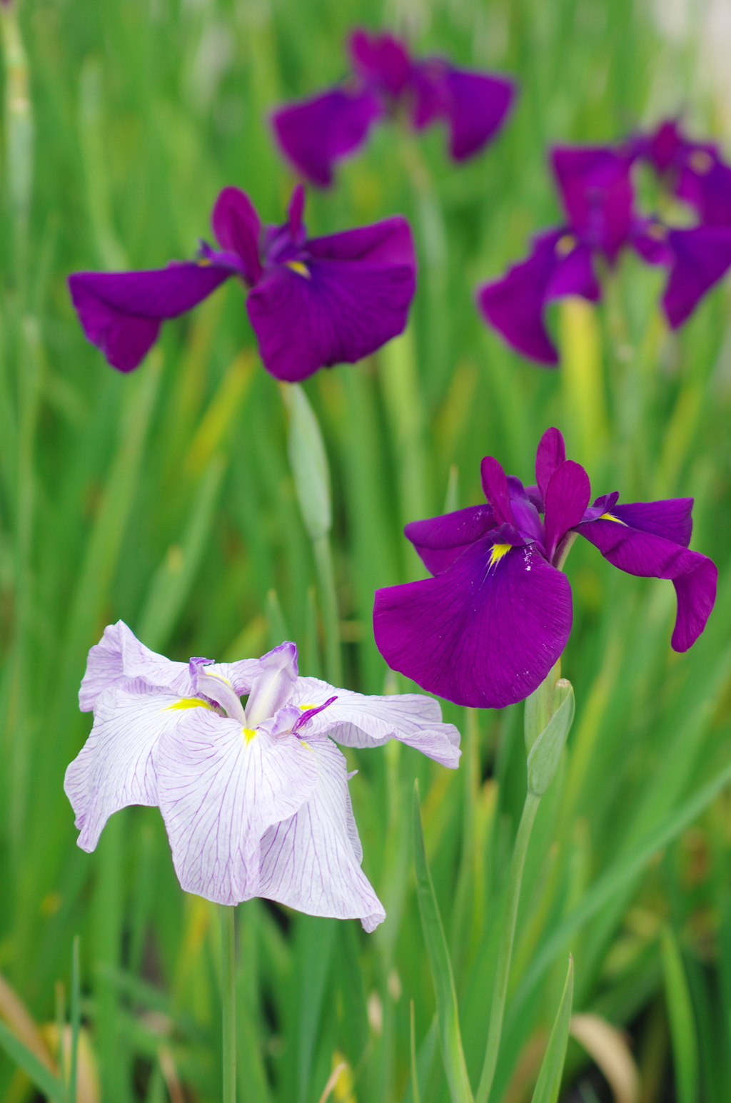 しゃきりと（1）