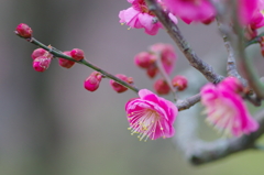 東風解凍（はるかぜこおりをとく）(6)