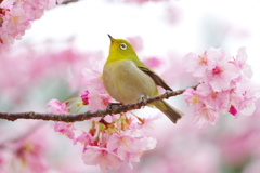 花波(2)
