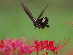 風に吹かれて(12) 風に吹かれて(12)