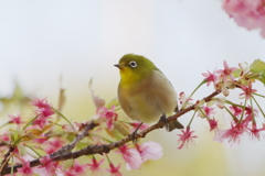 花遊び(5)
