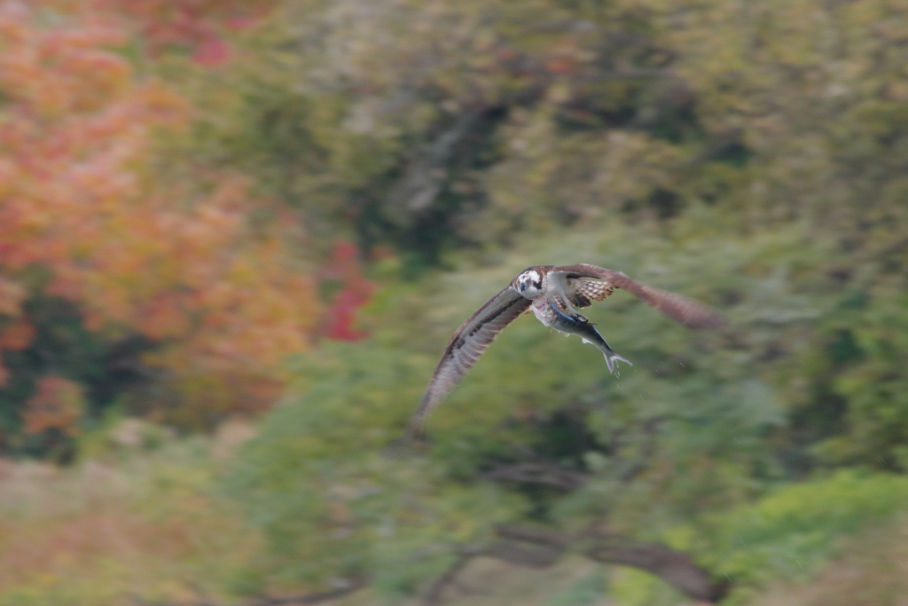 秋風を巻いて(7)