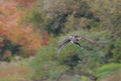 秋風を巻いて(7)