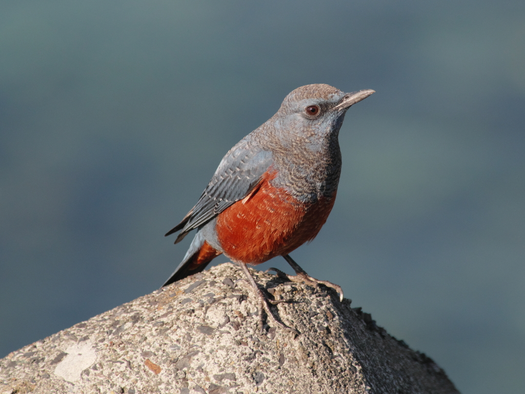 ウインターウインド(13)