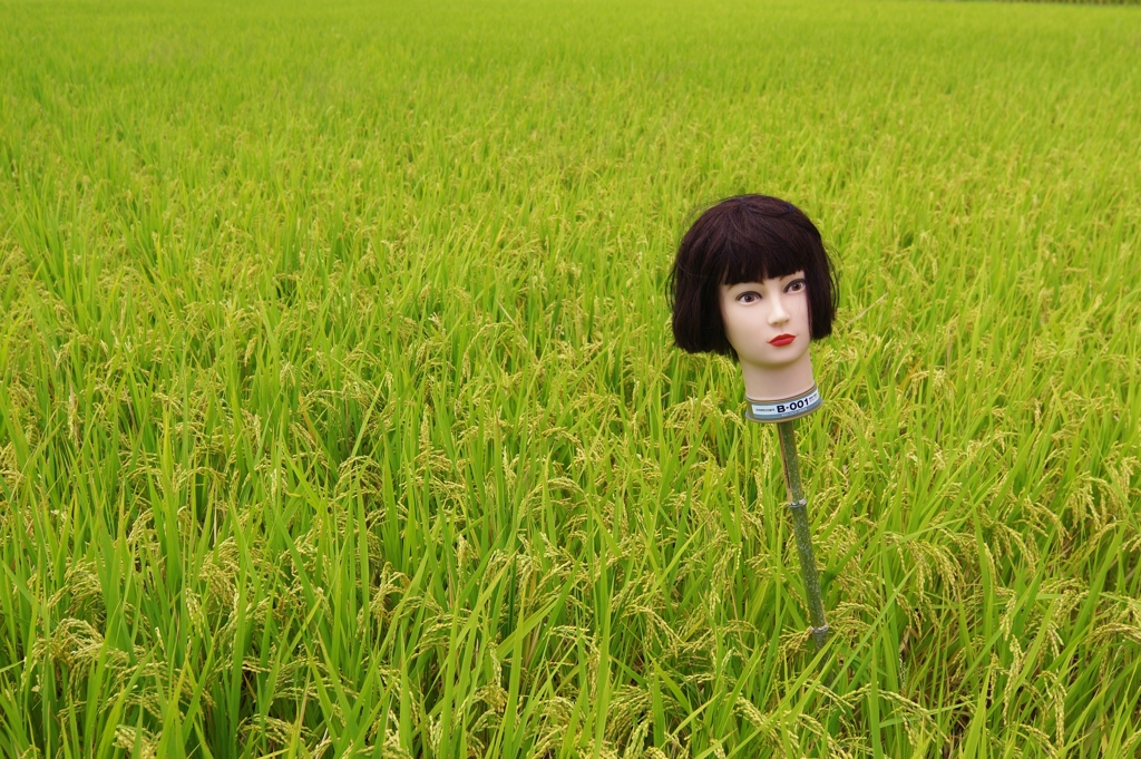 わたしの仕事
