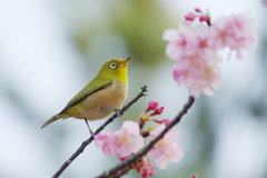 瞳に恋(4)