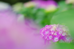 水無月の花細工(1)