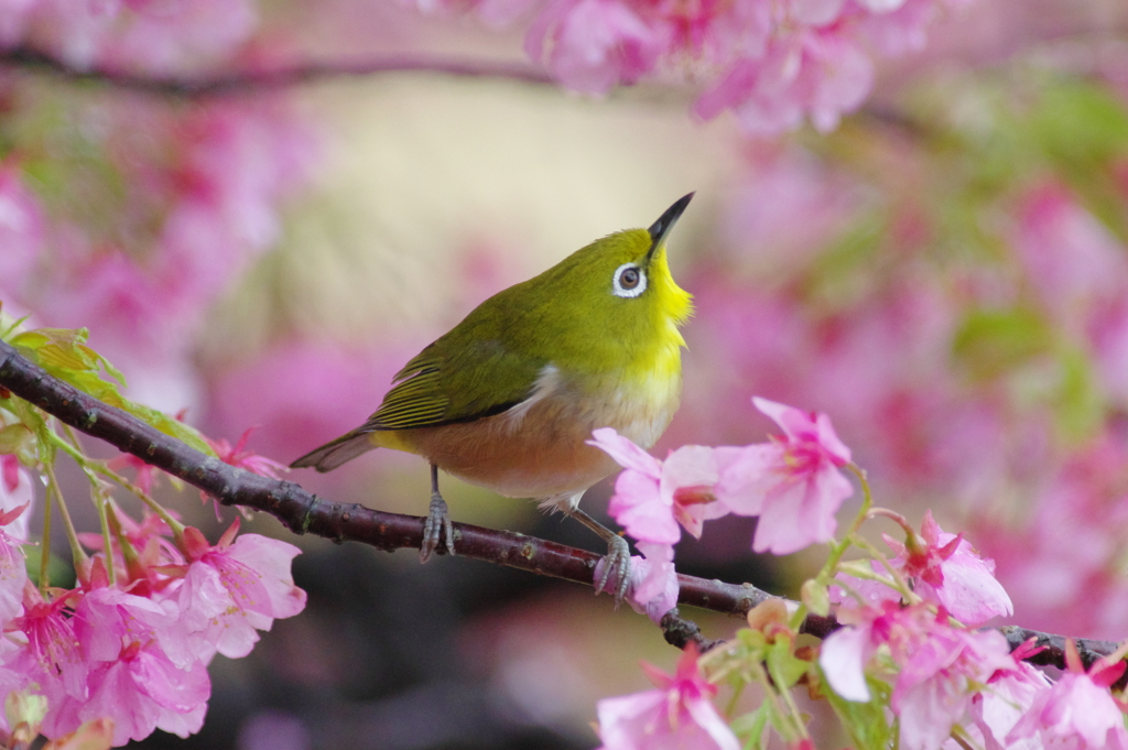 花酔（はなすい）(10)