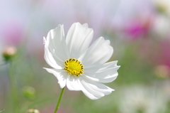 さもない花(3)