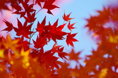 あの頃の葉(1)