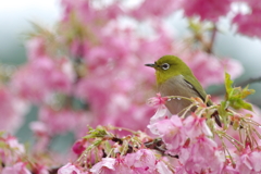 花酔（はなすい）(9)