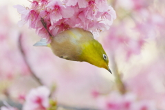 また花は咲く(7)